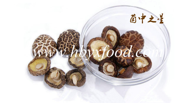Healthy Organic Food Canned Dried Mushroom with Factory Price