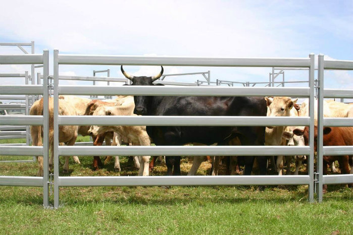 Australia Market Glavanized Oval Cattle Panels for Sale