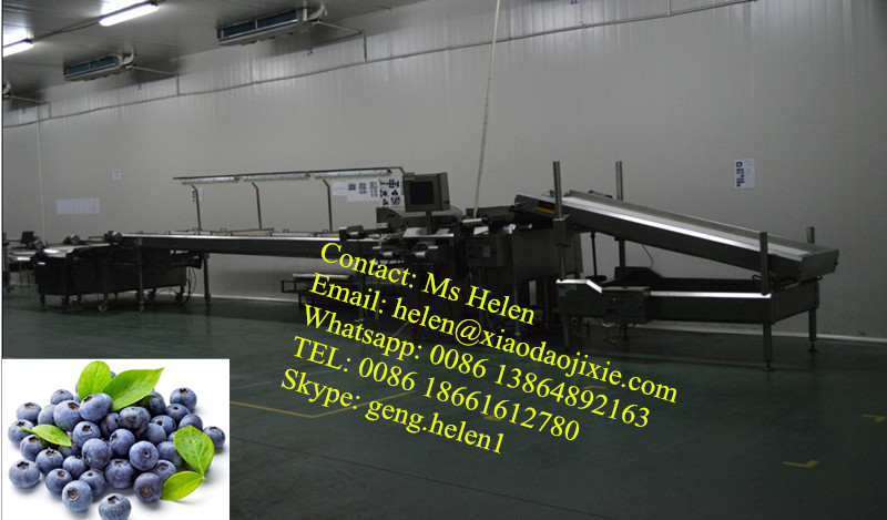Blueberry Sorting Machine/ Blueberry Sorting Weighting Packing Line