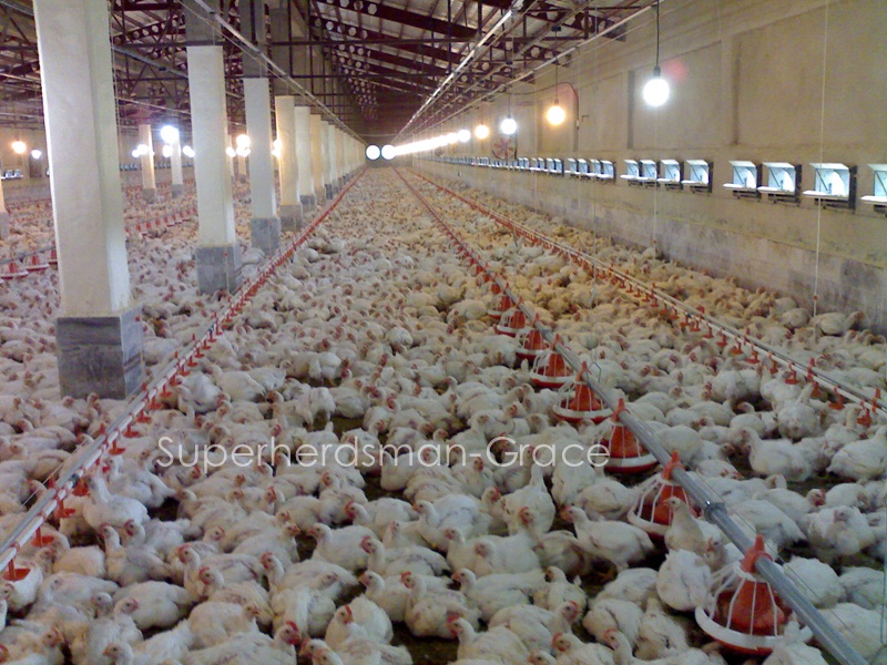 Full Set Automatic Poultry House Equipment for Broiler Production