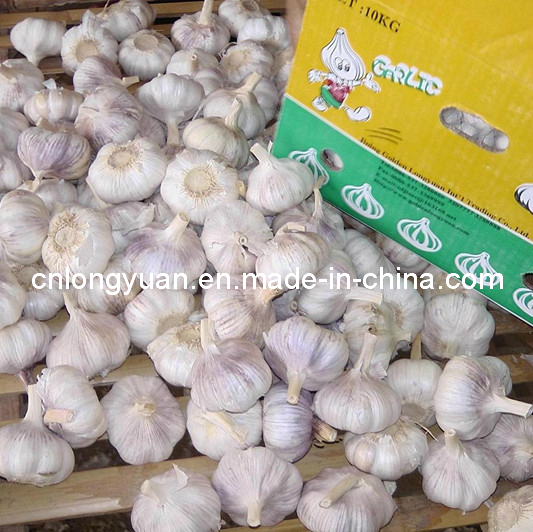 Fresh New Crop Normal White Garlic