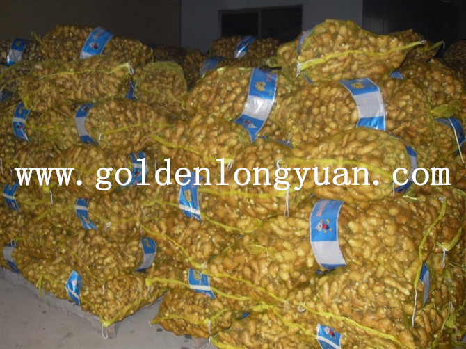 Mesh Bag Package of Chinese Fresh Ginger