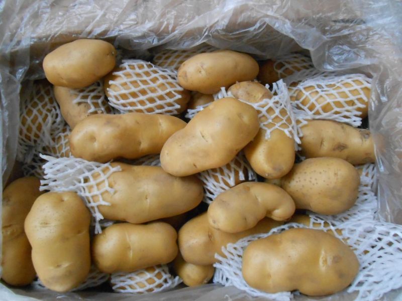 2016 New Crop Fresh Potato