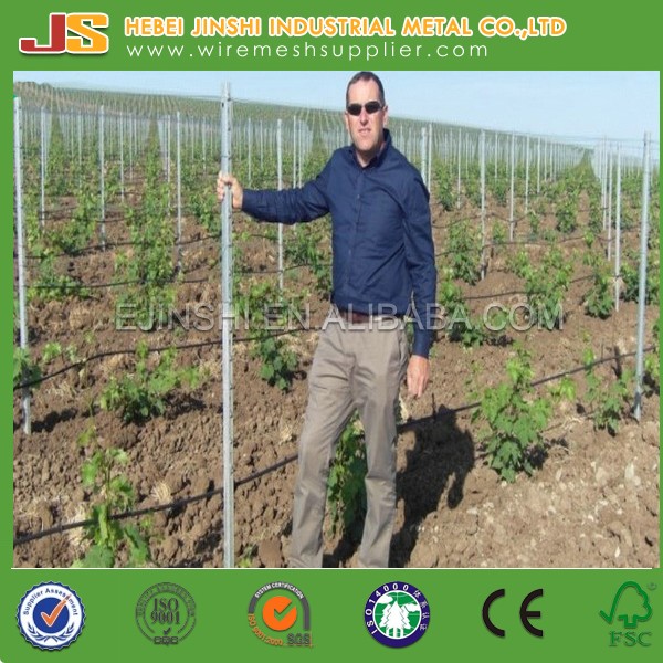 2.4m 54X30mm Orchard Plantations Galvanized Vertical Trellis Vineyard Post