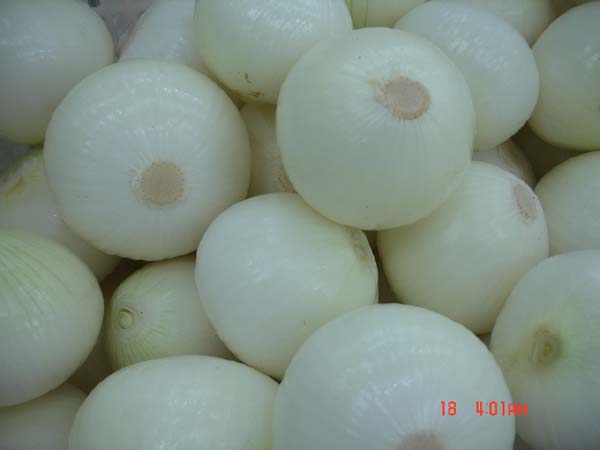 New Crop Fresh Yellow Onion (5-8CM)