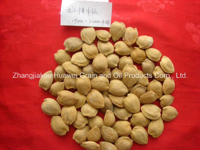 Sweet Almond in Shell (longwangmao 19-22mm)