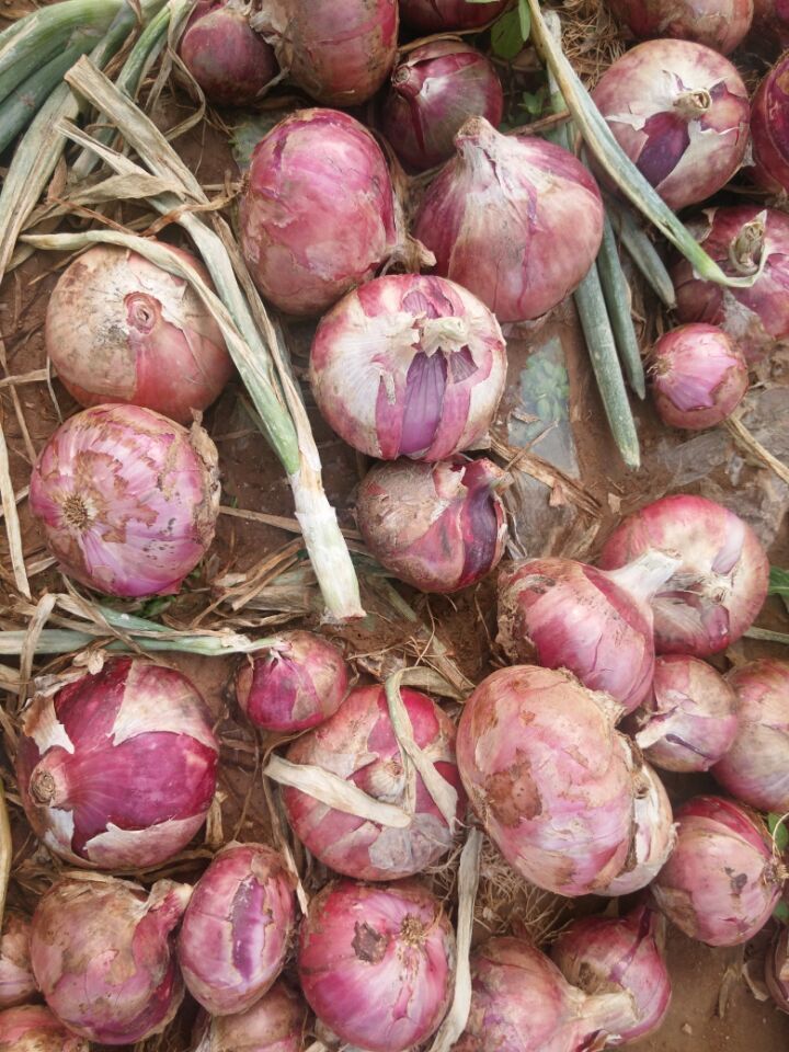 Export Standard Quality of Fresh Red Onion 5-7cm