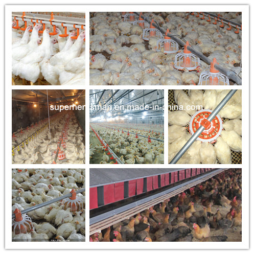 High Quality Poultry Farming Equipment