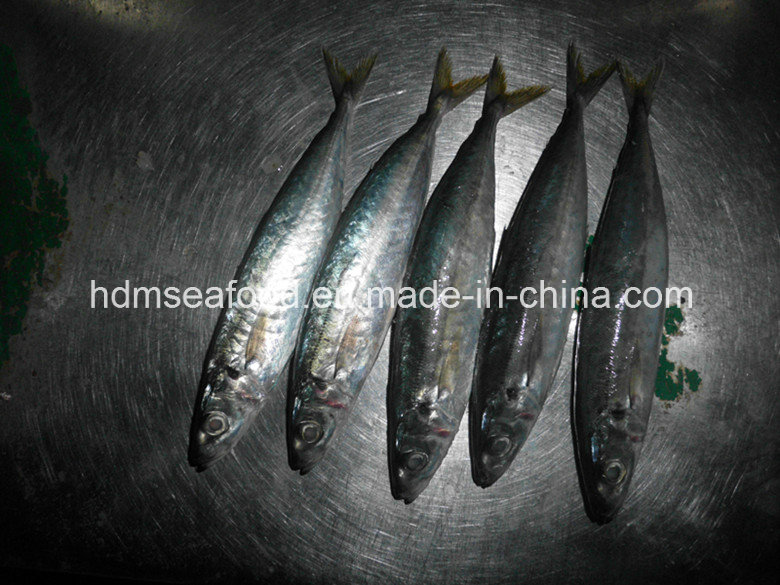 New Landing 100-200g Horse Mackerel Fish