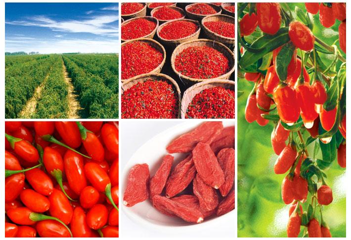 Chinese High Quality Dried Goji Berry