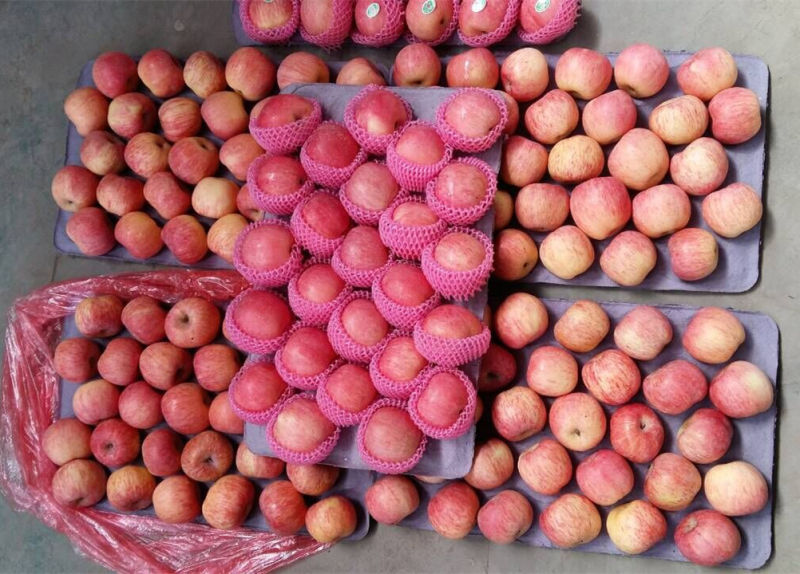 Chinese Blush Color FUJI Apple