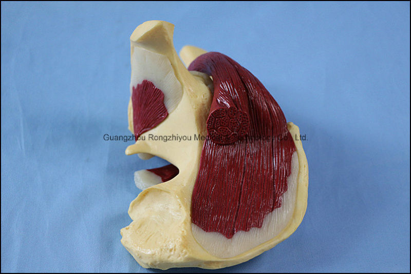 Desk Type Model Human Hip Joint with Muscles Anatomic Model