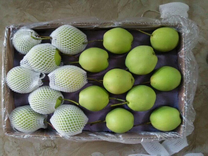 15kg Carton 70/80/90/100# Shandong Pear