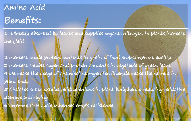 Magnesium Amino Acid Chelate