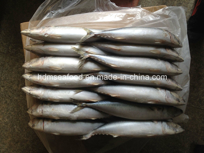 New Frozen Mackerel 300-500