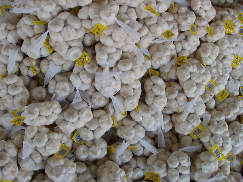 Experienced Supplier of Fresh White Garlic From China