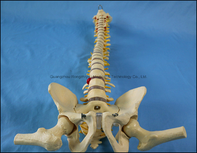 Classic Flexible Spine Skeleton Model with Femur Heads