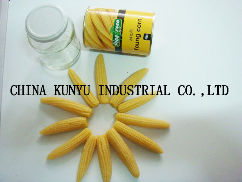 Canned Baby Corn with High Quality