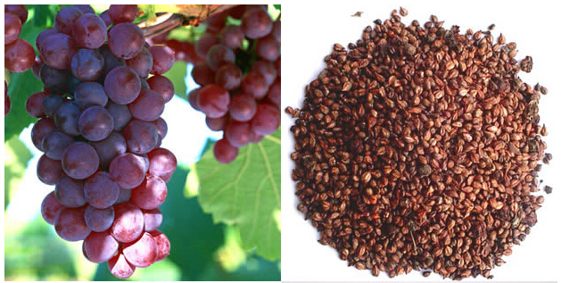 (Grape Seed Extract) -Beauty &Skin Care Grape Seed Extract