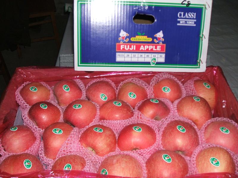 with Global Gap Certificate Fresh FUJI Apple