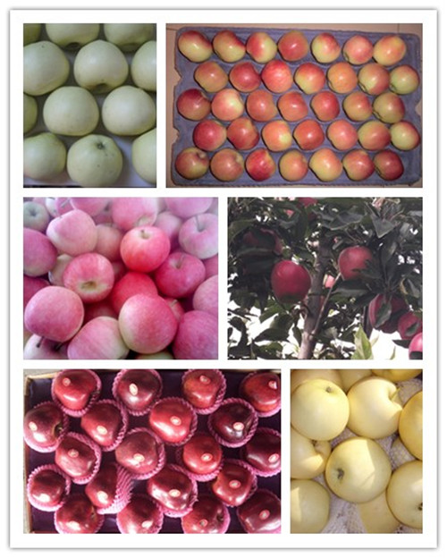 High Quanlity Fresh Qinguan Apple