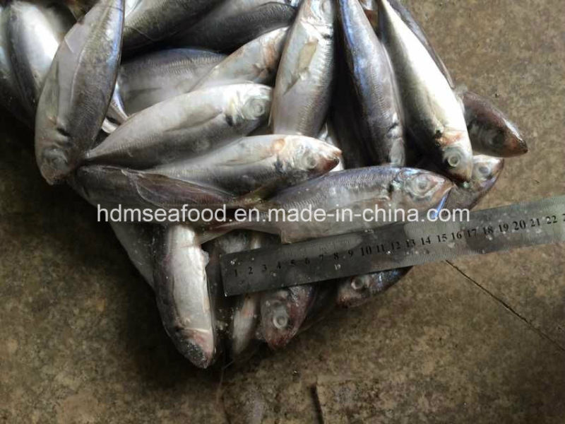 14-18PCS/Kg Frozen Horse Mackerel