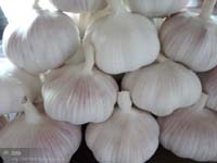 Garlic Series for USA