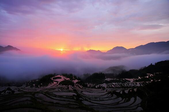 Golden Prized Green Tea