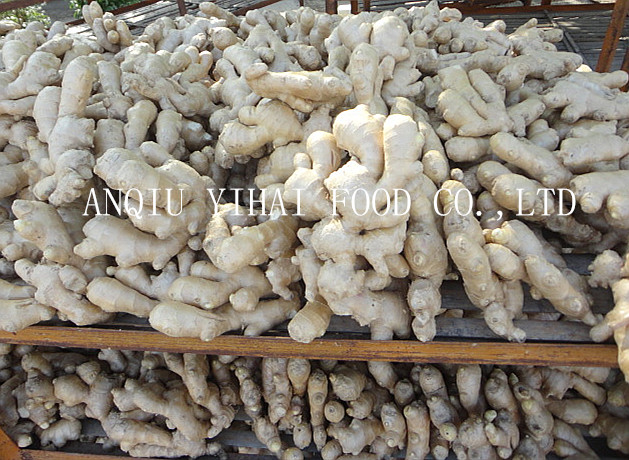 Top Quality Air Dry Ginger