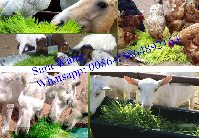 Animal Feed Growing Equipment/Wheat Seeding Machine/+8615621096735