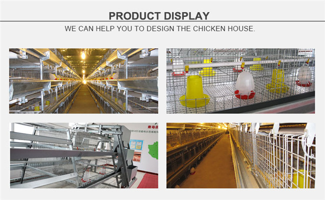 Popular H Type Chicken Cage for Layer