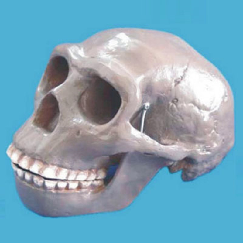 Beijing Human Skull Skeleton Model for Medical Research
