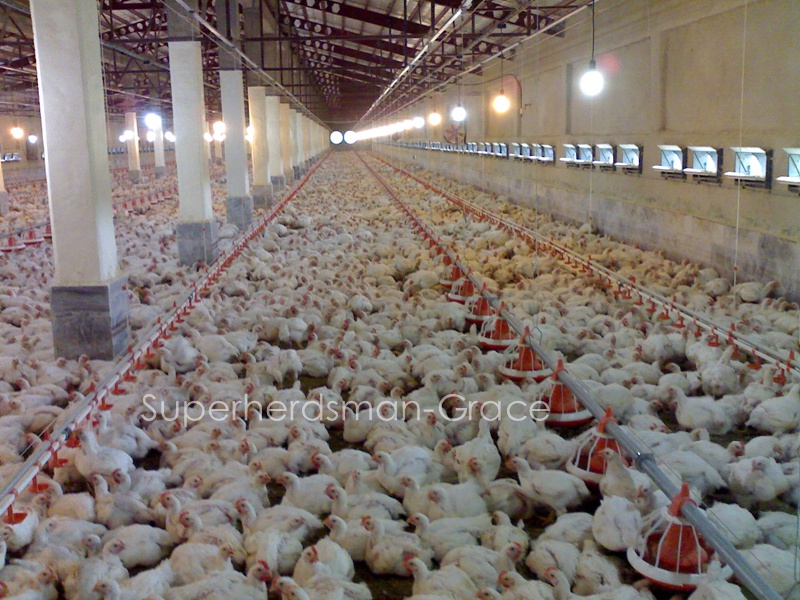 Auto Poultry Housing Equipemnt for Broiler Chicken