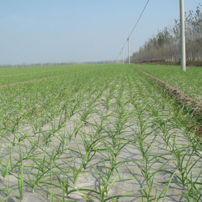 Exporting Standard Fresh White Garlic