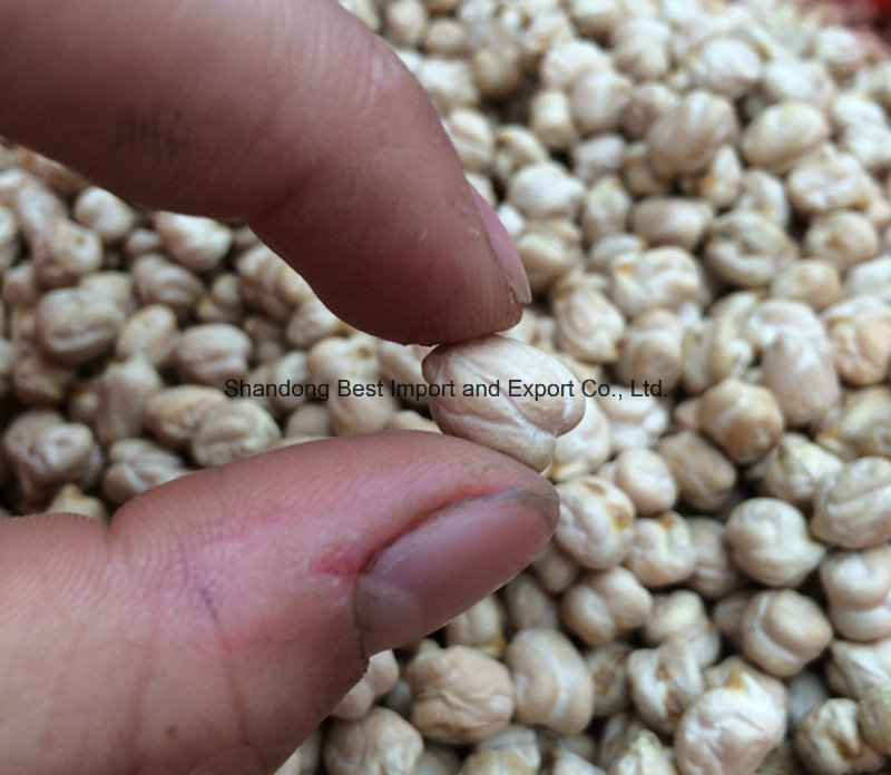 8mm Kabuli Chickpeas From China