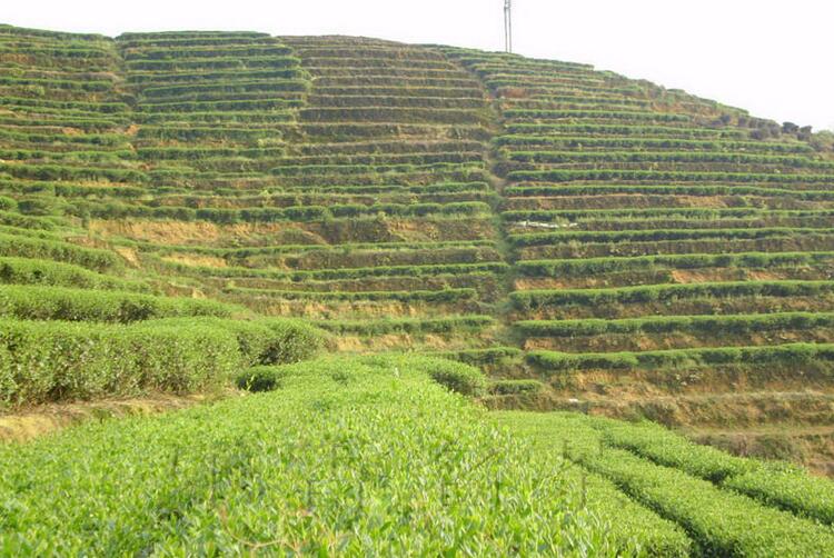 Good Taste and Healthy Oolong Tea