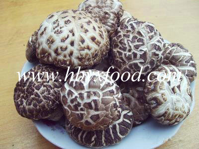 Autumn Plant 5-5.5cm Dried Deep White Flower Shiitake Mushroom