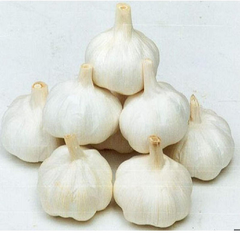 Chinese New Crop Purel White Garlic