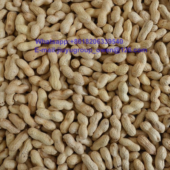 Washed Virginia Raw Groundnut in Shell 11/13