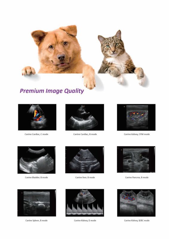 Laptop Portable Animal Veterinary Ultrasound Color Doppler (SC-Q9 VET)