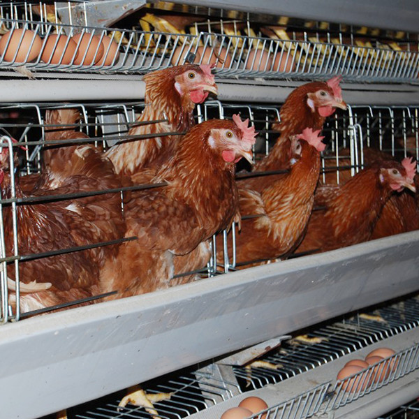 Poultry Farming Equipment/Layer Chicken Cage/ Broiler Chicken Cage