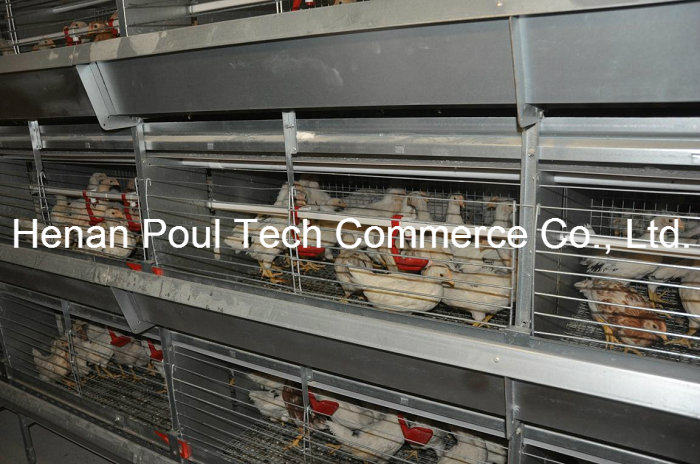 Little Chicken Cage Equipment Brooder Chicken Cage