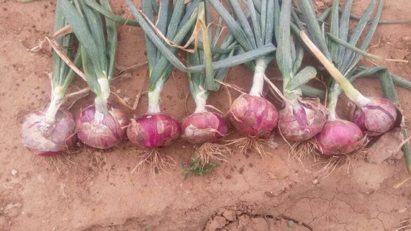 Export Standard Quality of Fresh Red Onion 5-7cm