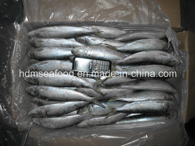 Whole Round Frozen Seafood Sardine Fish for Canned or Bait (Sardinella aurita)