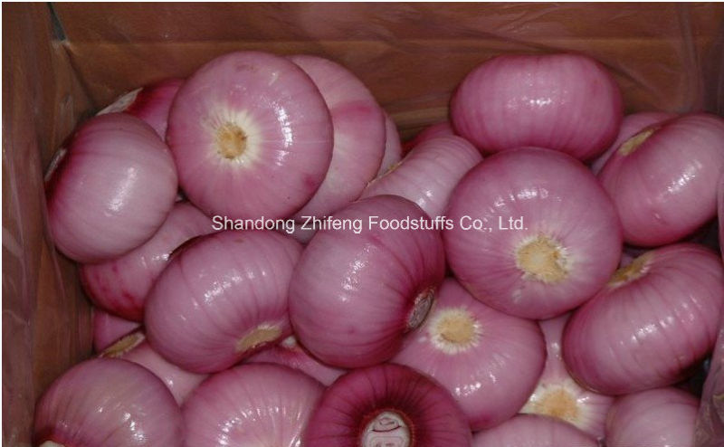 Red Onion Exporting From China