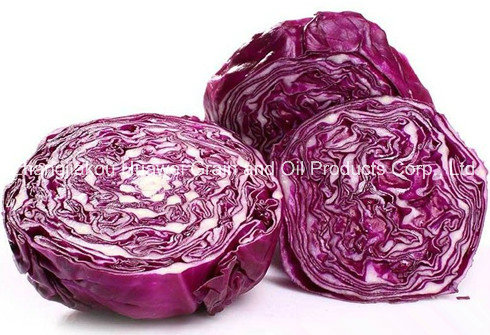 Purple Cabbage