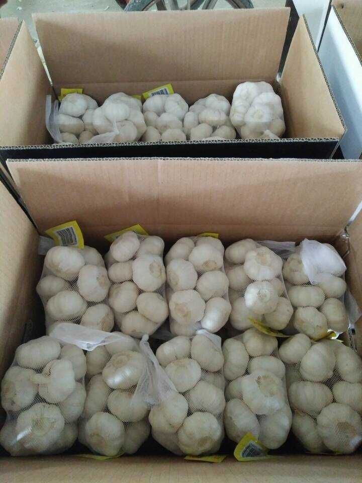 5.0cm and up Small Packing Pure White Garlic