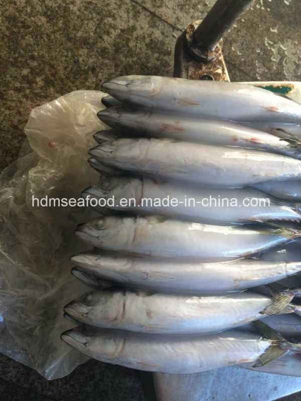 200-300g Frozen Pacific Mackerel Fish