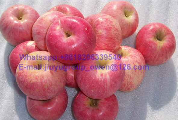 New Crop FUJI Apple