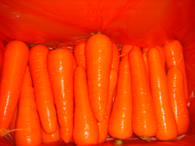 High Quality New Crop Fresh Carrot (150-200g)